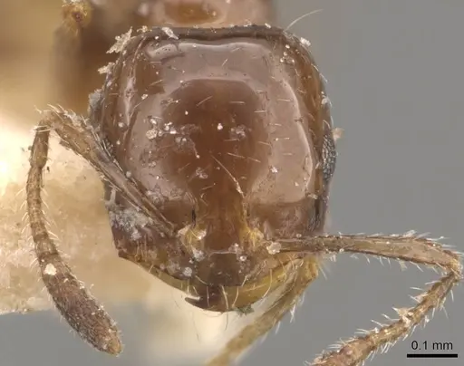 Monomorium fieldi - CASENT0908769