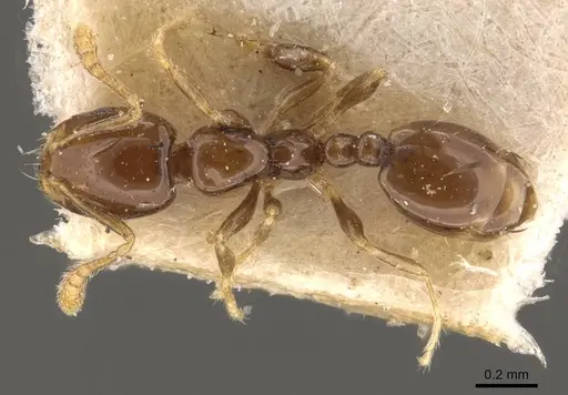 Monomorium fieldi - CASENT0908773