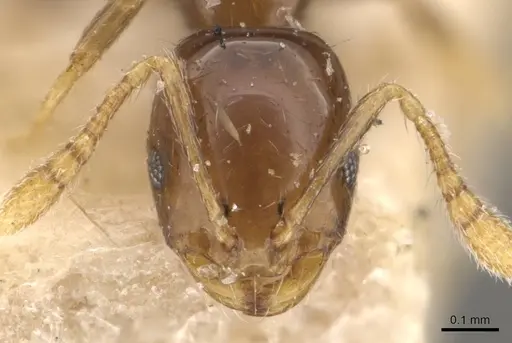 Monomorium fieldi - CASENT0908773