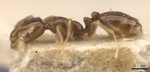 Monomorium fieldi - CASENT0908773