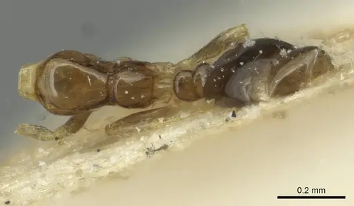 Monomorium fieldi - CASENT0913585