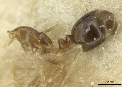 Monomorium fieldi - CASENT0913585