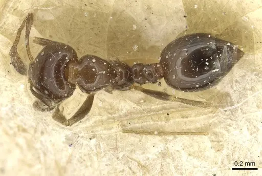 Monomorium fieldi - CASENT0913861