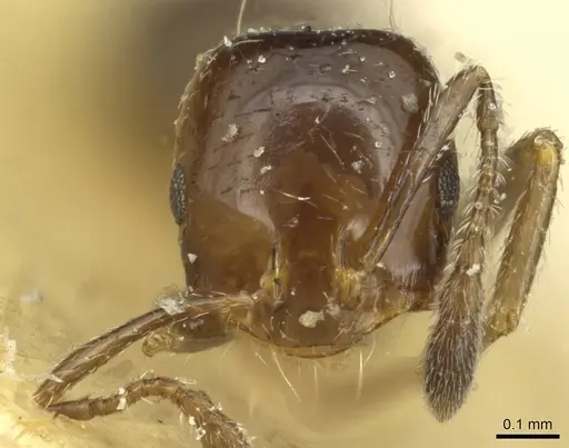 Monomorium fieldi - CASENT0913861