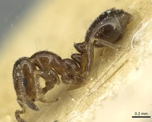 Monomorium fieldi - CASENT0913861