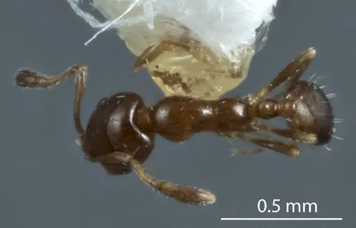 Monomorium fieldi - JDM32-003579