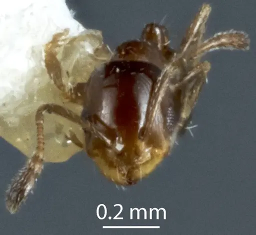 Monomorium fieldi - JDM32-003579