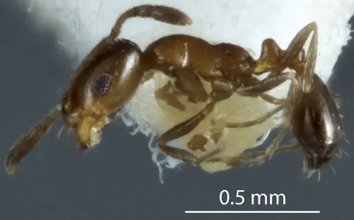 Monomorium fieldi - JDM32-003579