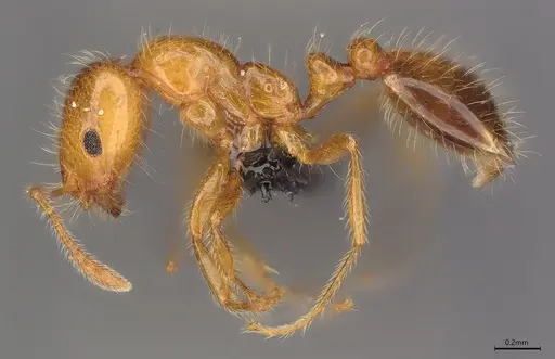 Monomorium firmum specimen
