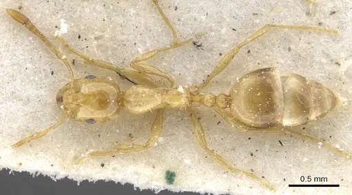 Monomorium firmum - CASENT0902234