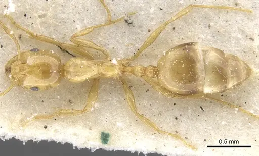 Monomorium firmum - CASENT0902234