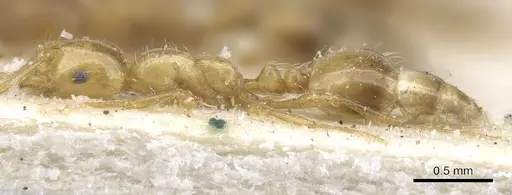 Monomorium firmum - CASENT0902234