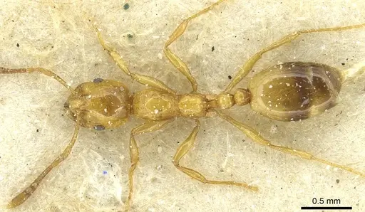 Monomorium firmum - CASENT0913583