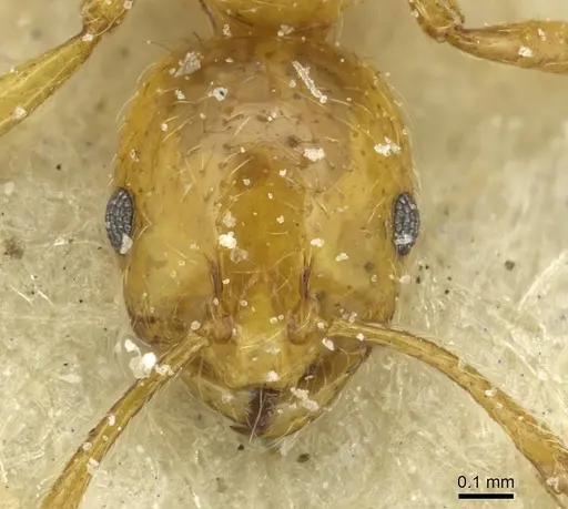 Monomorium firmum - CASENT0913583