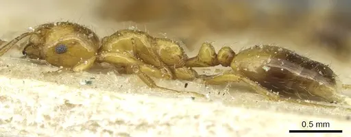 Monomorium firmum - CASENT0913583