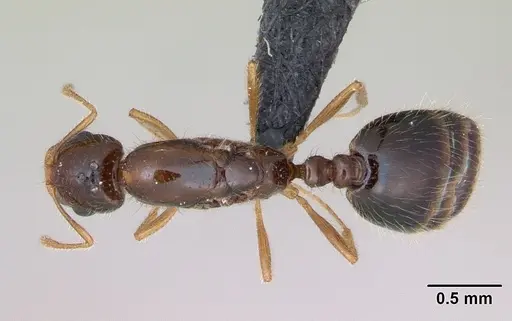 Monomorium flavimembra specimen