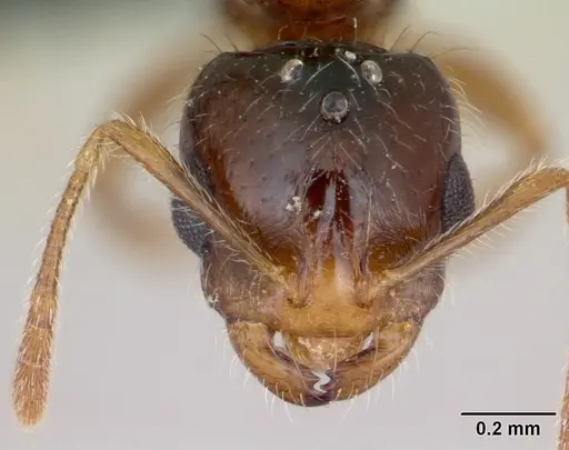 Monomorium flavimembra specimen