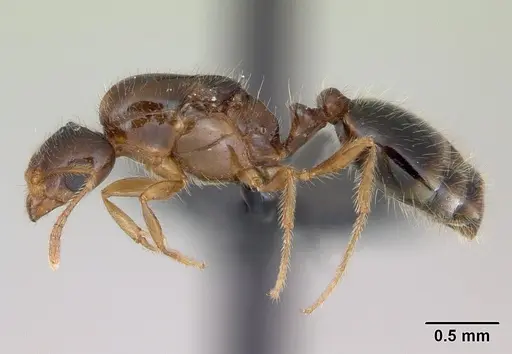 Monomorium flavimembra specimen