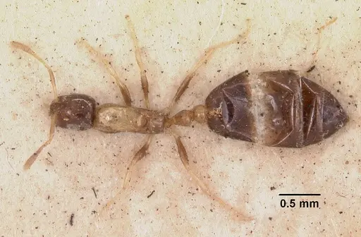 Monomorium floricola specimen