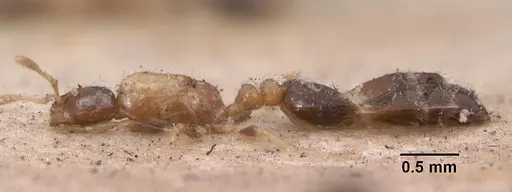 Monomorium floricola specimen