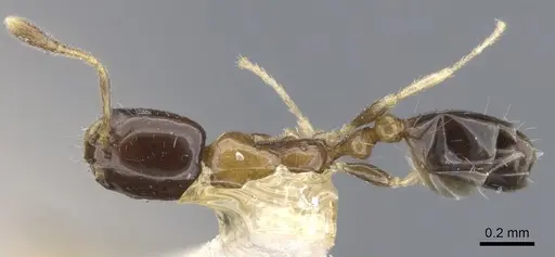 Monomorium floricola - CASENT0010954