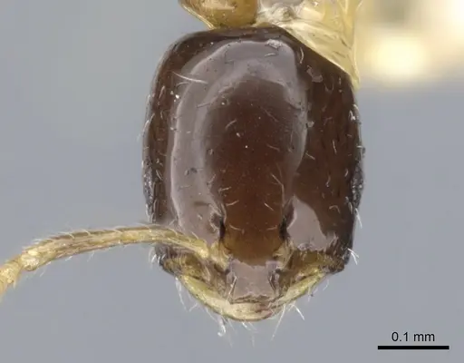 Monomorium floricola - CASENT0010954