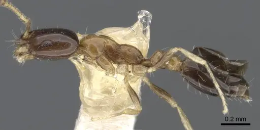 Monomorium floricola - CASENT0010954