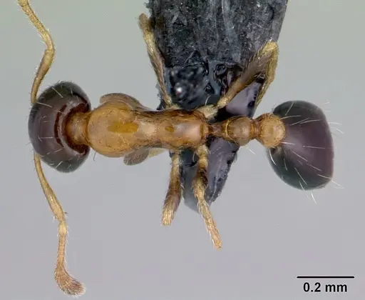 Monomorium floricola - CASENT0053986