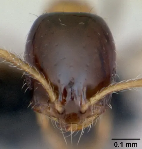Monomorium floricola - CASENT0053986