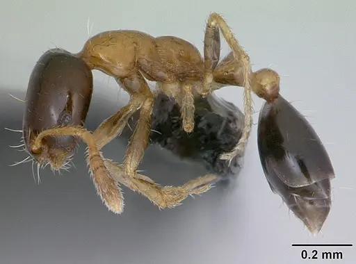 Monomorium floricola - CASENT0053986
