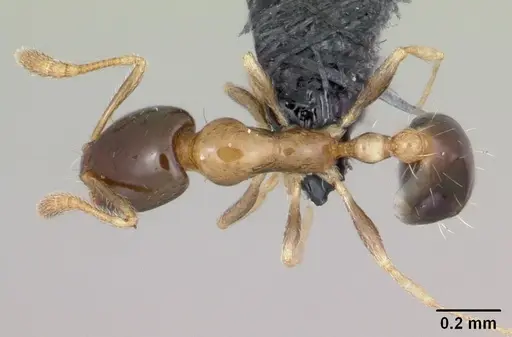 Monomorium floricola - CASENT0060702