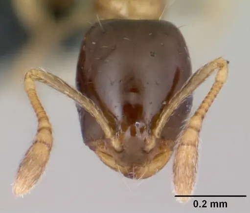 Monomorium floricola - CASENT0060702
