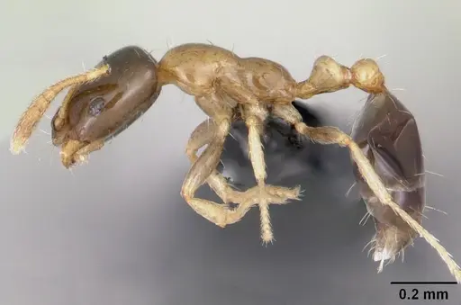 Monomorium floricola - CASENT0060702