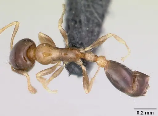 Monomorium floricola - CASENT0064821
