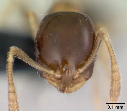 Monomorium floricola - CASENT0064821