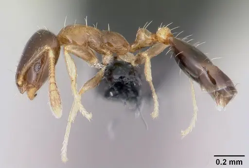 Monomorium floricola - CASENT0064821