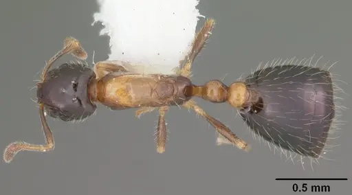 Monomorium floricola - CASENT0104088