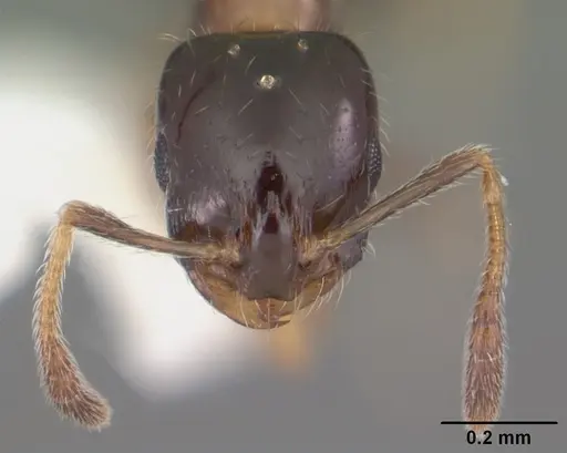 Monomorium floricola - CASENT0104088