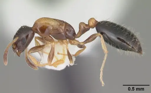Monomorium floricola - CASENT0104088
