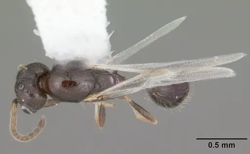 Monomorium floricola - CASENT0104089