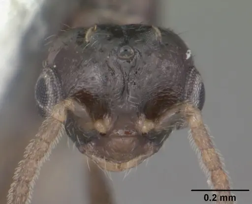 Monomorium floricola - CASENT0104089