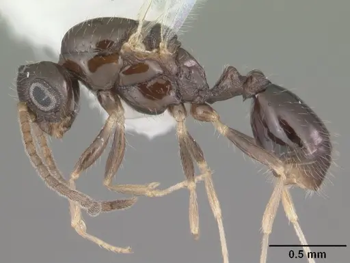 Monomorium floricola - CASENT0104089