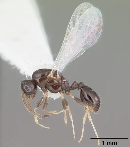 Monomorium floricola - CASENT0104089