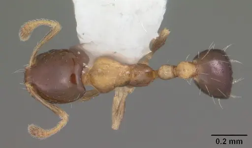 Monomorium floricola - CASENT0104090