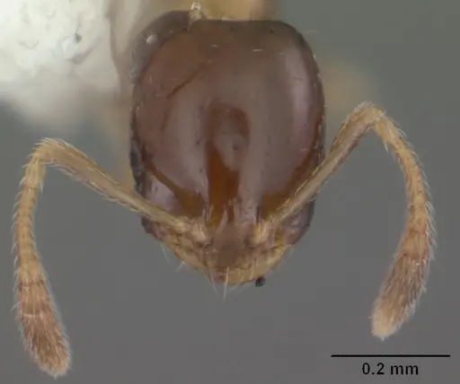 Monomorium floricola - CASENT0104090