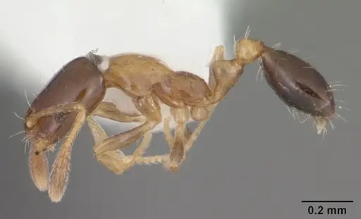 Monomorium floricola - CASENT0104090