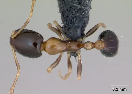Monomorium floricola - CASENT0125221