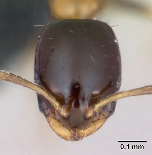 Monomorium floricola - CASENT0125221