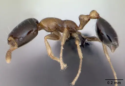 Monomorium floricola - CASENT0125221