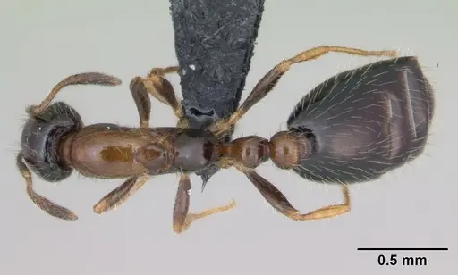Monomorium floricola - CASENT0125365